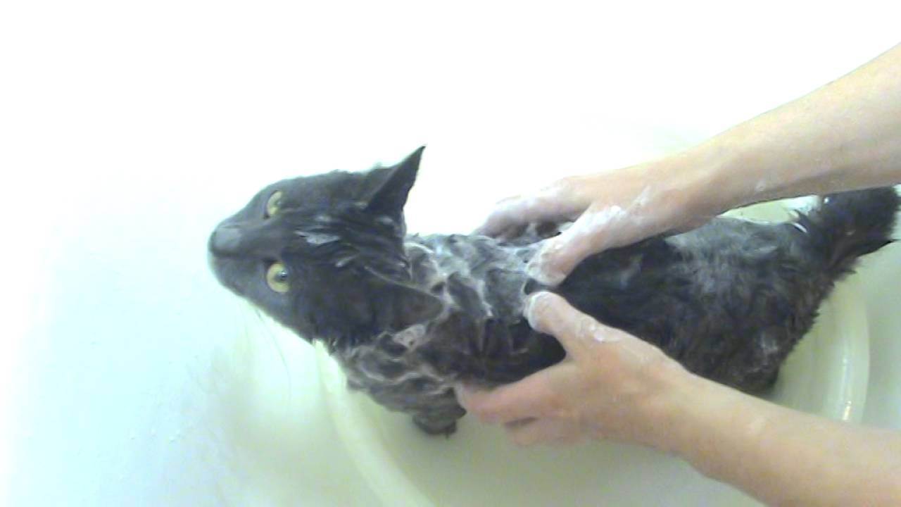 Народные средства от блох у кошек: дегтярное мыло, травы и другие, как вести ими в домашних условиях