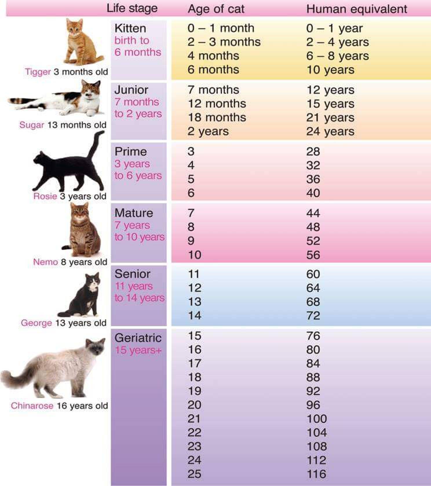 Сколько дней гуляют коты и как часто