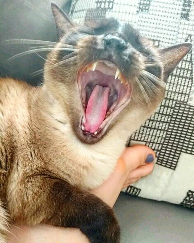 Почему коты зевают когда с ними разговаривают. кот зевает, когда ему душно