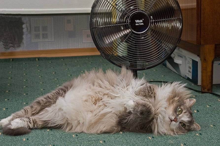 Солнечный и тепловой удары у кошек – как оказать животному помощь
