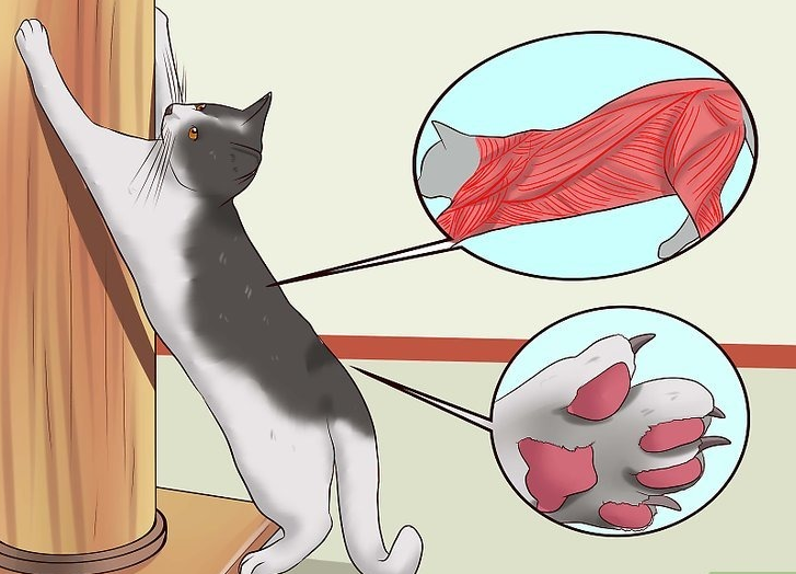 Как отучить кошку от вредных привычек - всё о кошках и котах