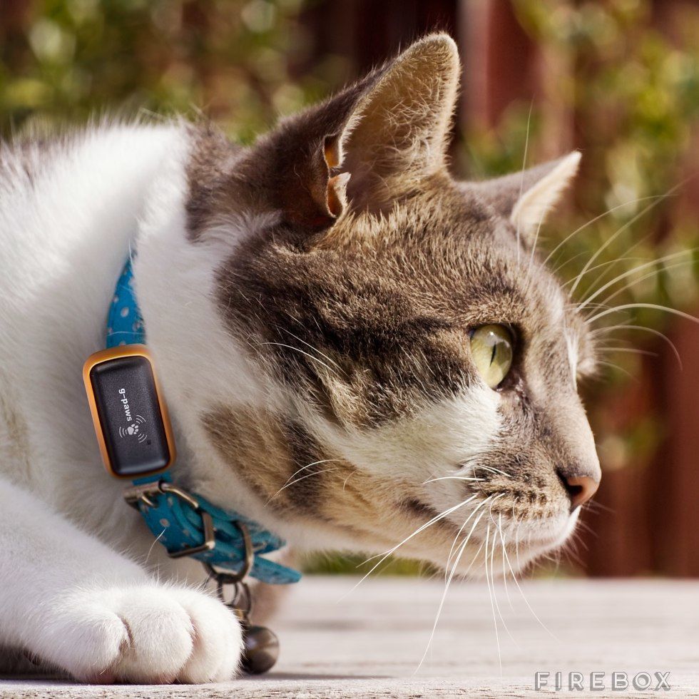 Подробный обзор gps ошейников для котов с трекером (датчиком слежения)