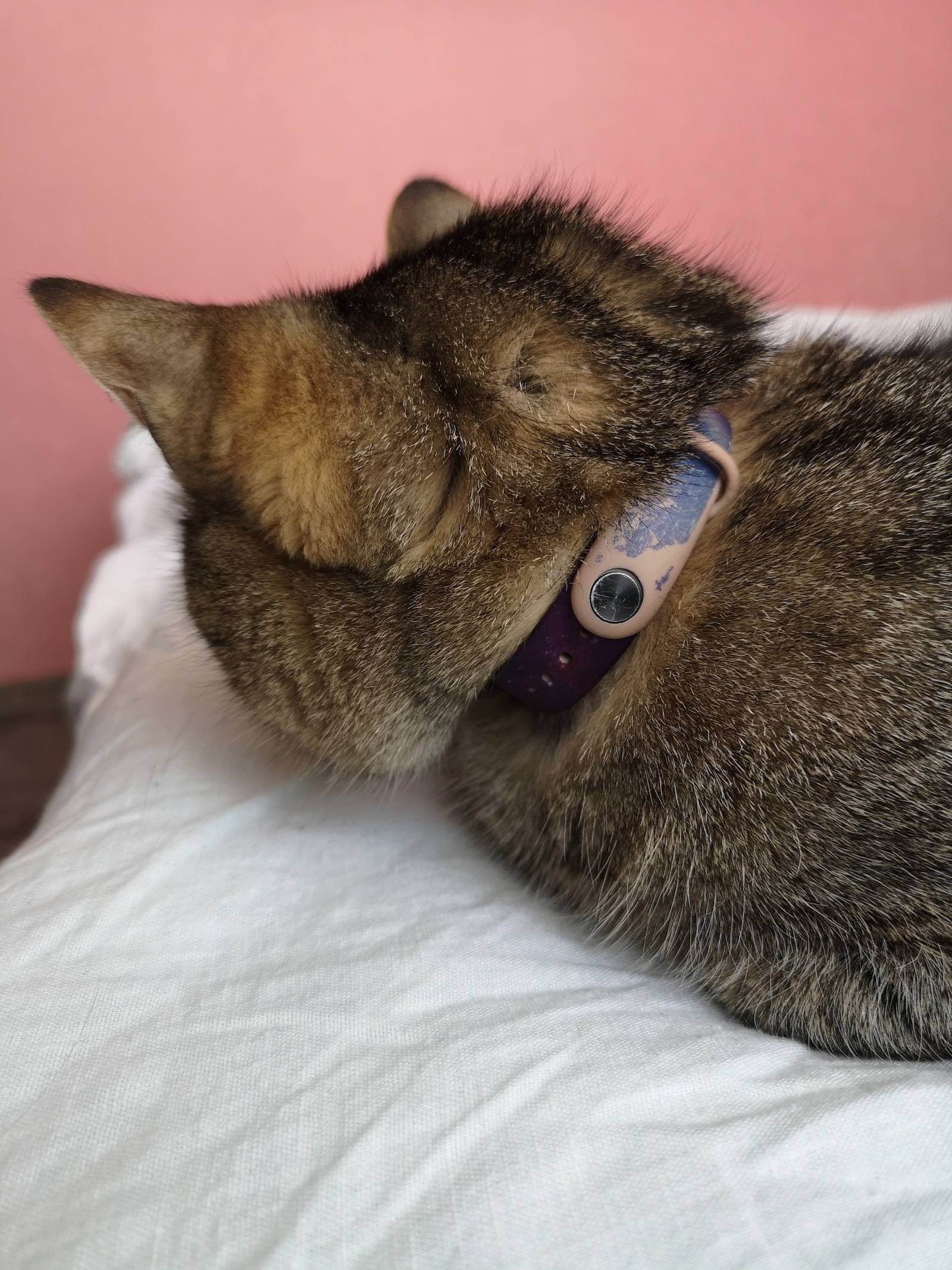 Сонник необычный кот. к чему снится необычный кот видеть во сне - сонник дома солнца