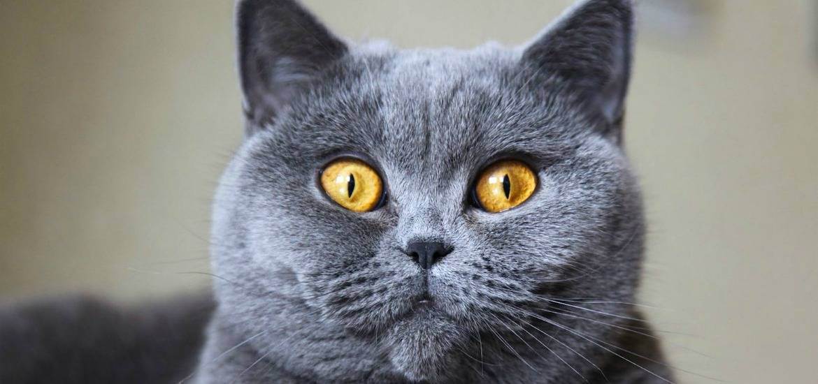 Размножение британских кошек: течка, вязка, беременность и роды