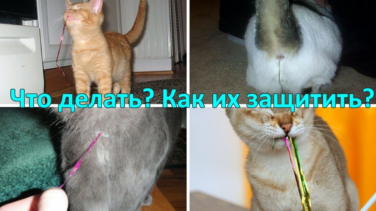 Что делать, если кошка съела нитку?