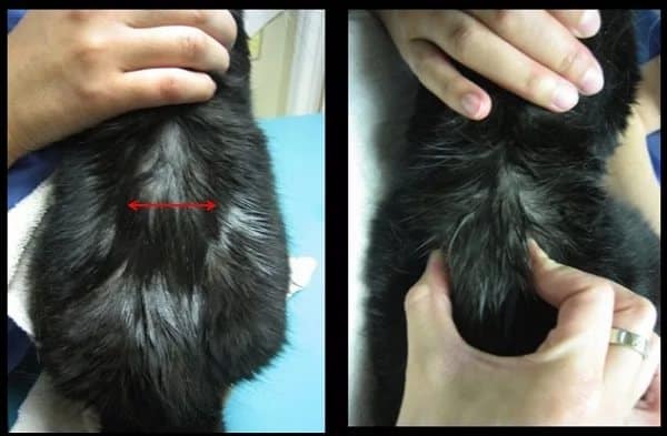 Гипертиреоз у кошек: симптомы и лечение болезни щитовидной железы в домашних условиях