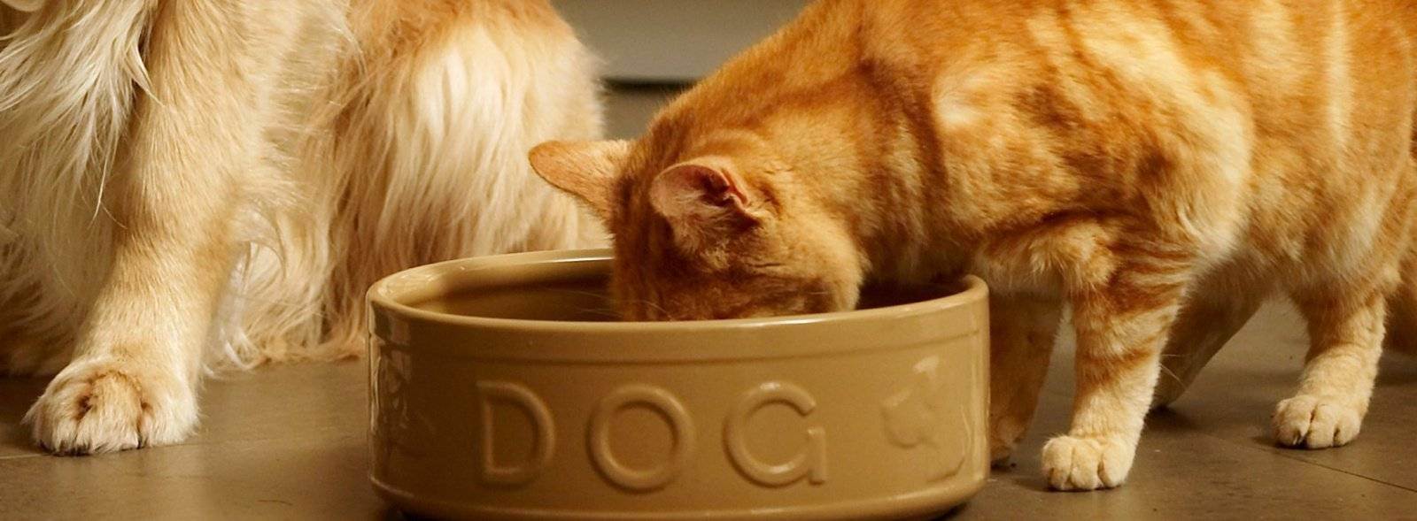 Вреден ли сухой корм для кошек