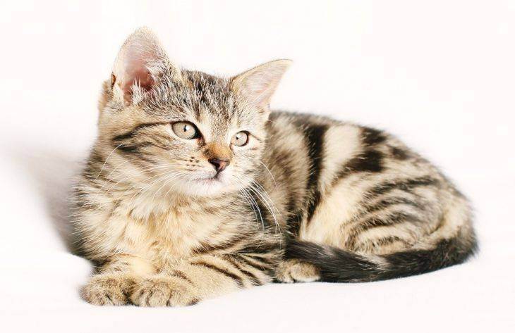Переохлаждение (гипотермия) у кошек: симптомы и лечение