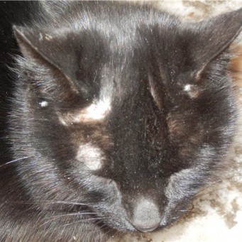 Темные пятна у уха у кошек