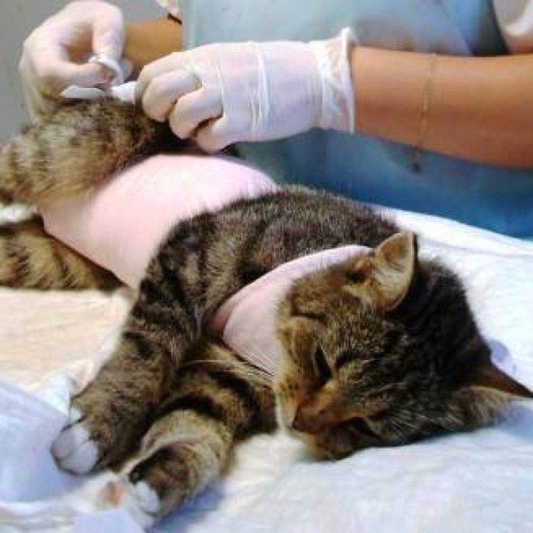 Кошка отказывается есть после стерилизации