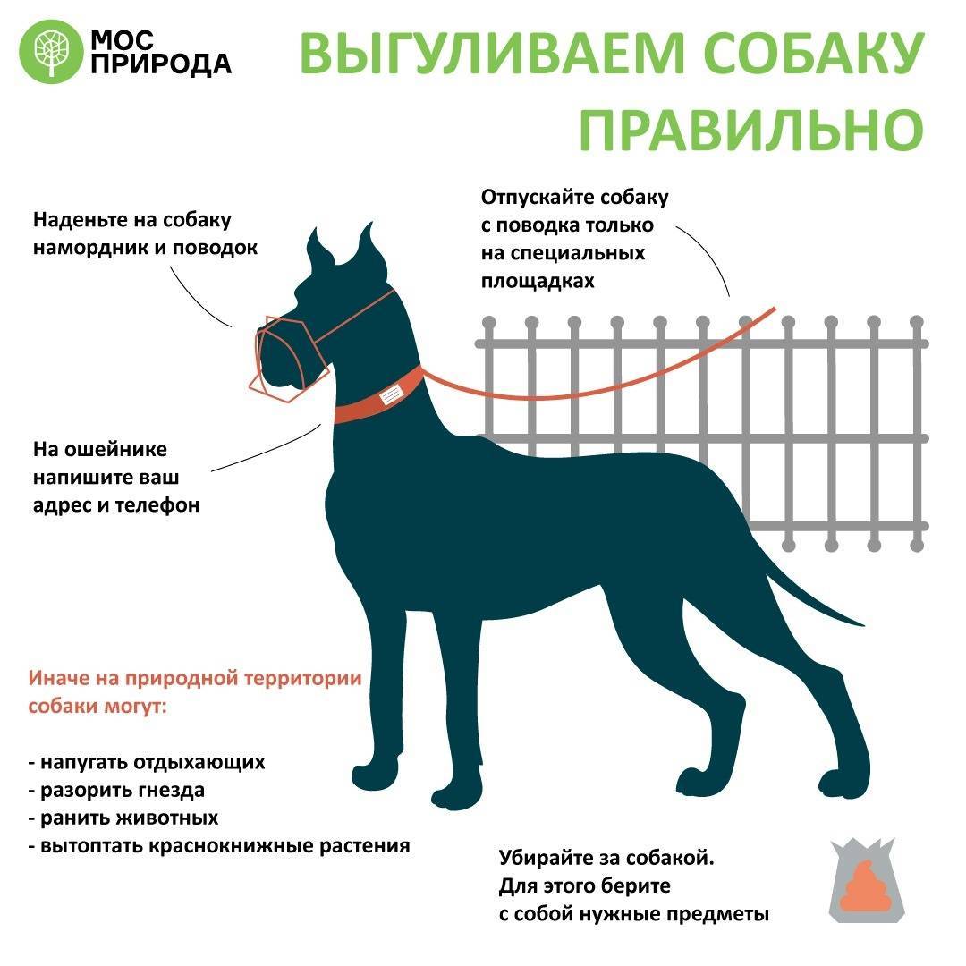 Какие породы собак должны выгуливаться в наморднике: в россии (список)