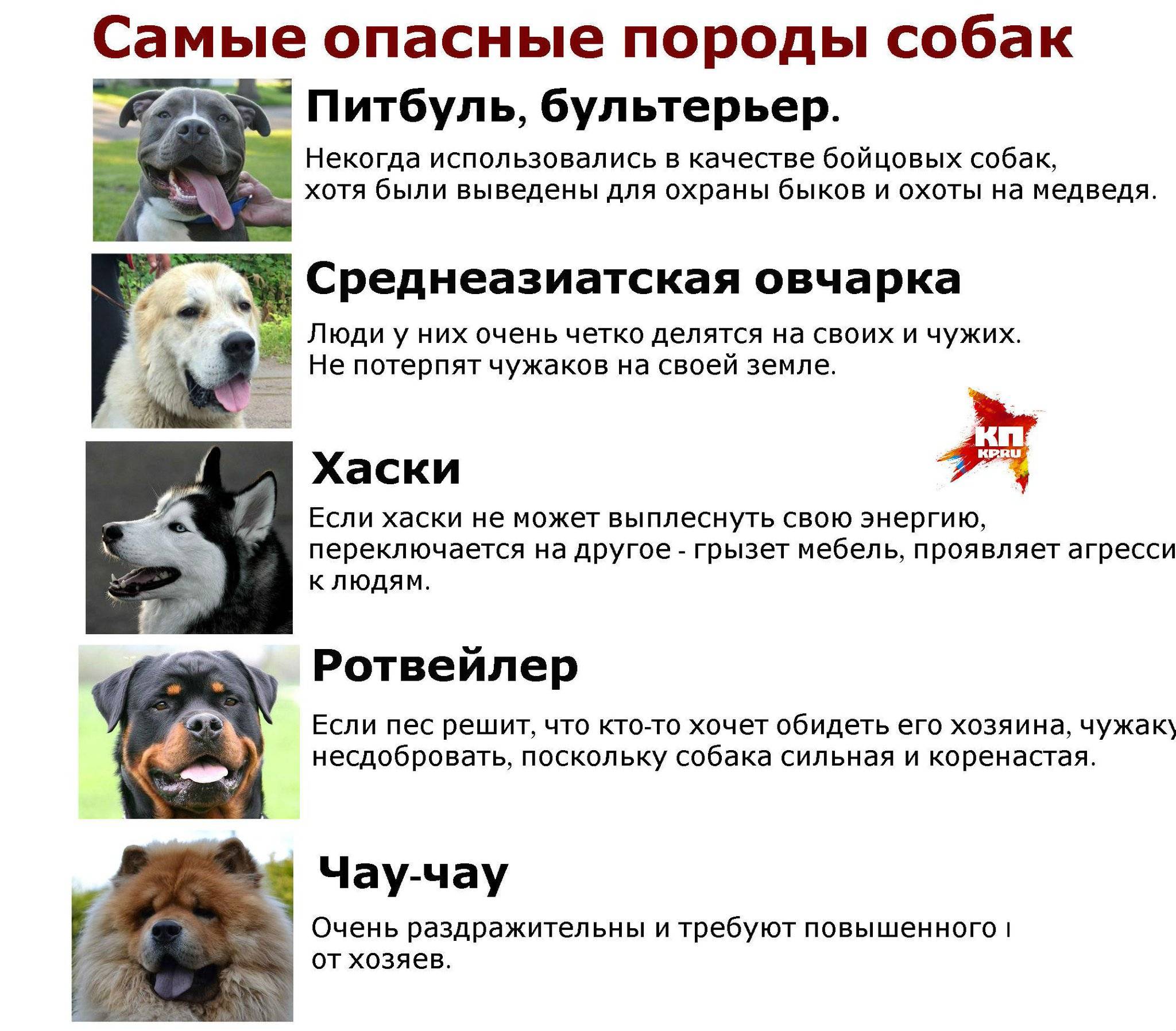 Национальное достояние: 13 пород собак из россии
