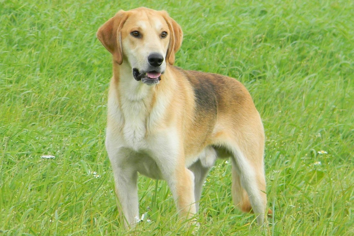 порода собак русская пегая гончая фото