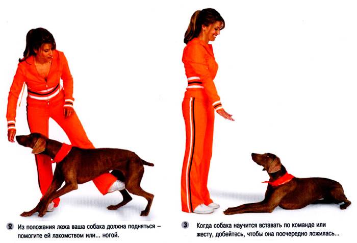 ᐉ как обучить щенка команде «ко мне»? - ➡ motildazoo.ru