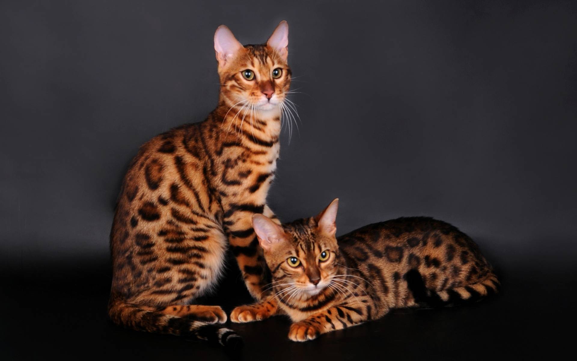 Тигровая кошка (онцилла): описание внешности, характер, среда обитания и образ жизни, фото