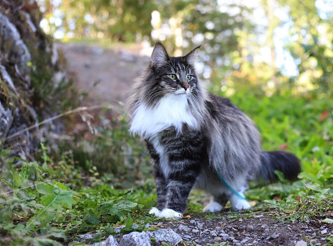 Норвежская лесная кошка – стандарт породы и особенности поведения