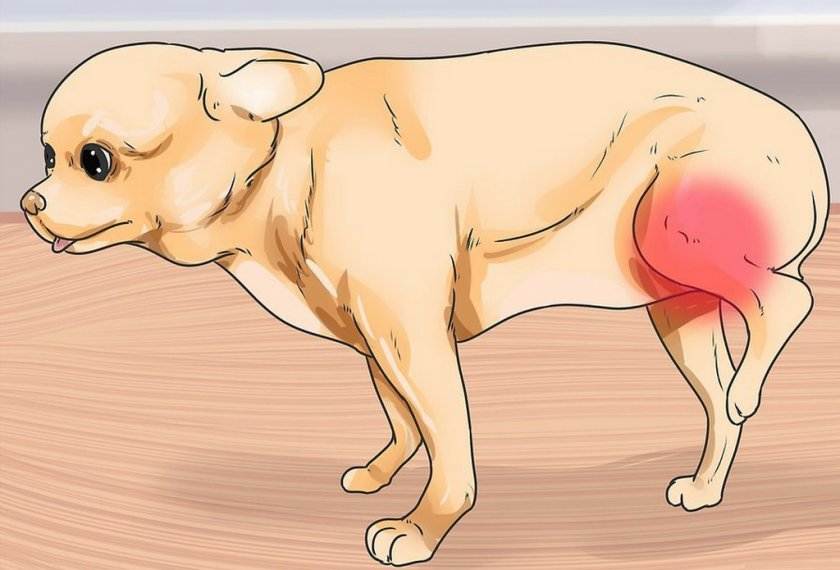 Вывих сустава у собаки: как проявляется коленной чашечки, тазобедренный, задней и передней лап, бедра, челюсти, пальца, симптомы у мелких пород, как определить, вправить, лечение