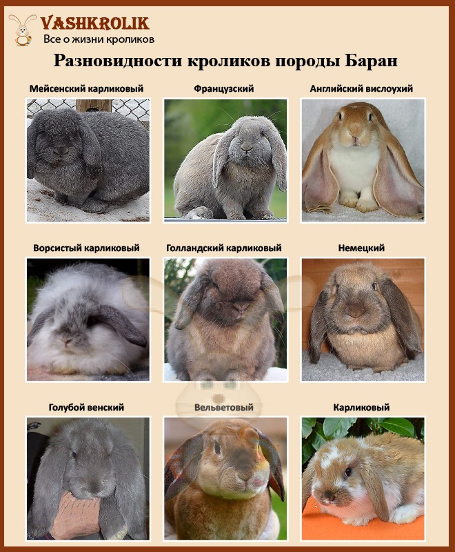 Декоративные кролики: выбор породы и условия выращивания