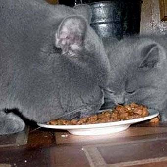 Чем кормить котят британской породы?