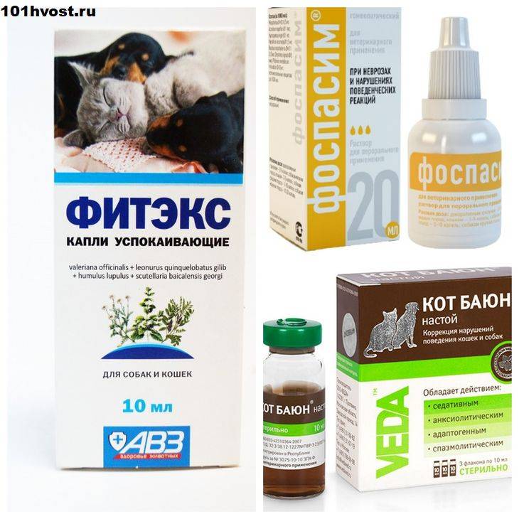 Успокоительное для кошек