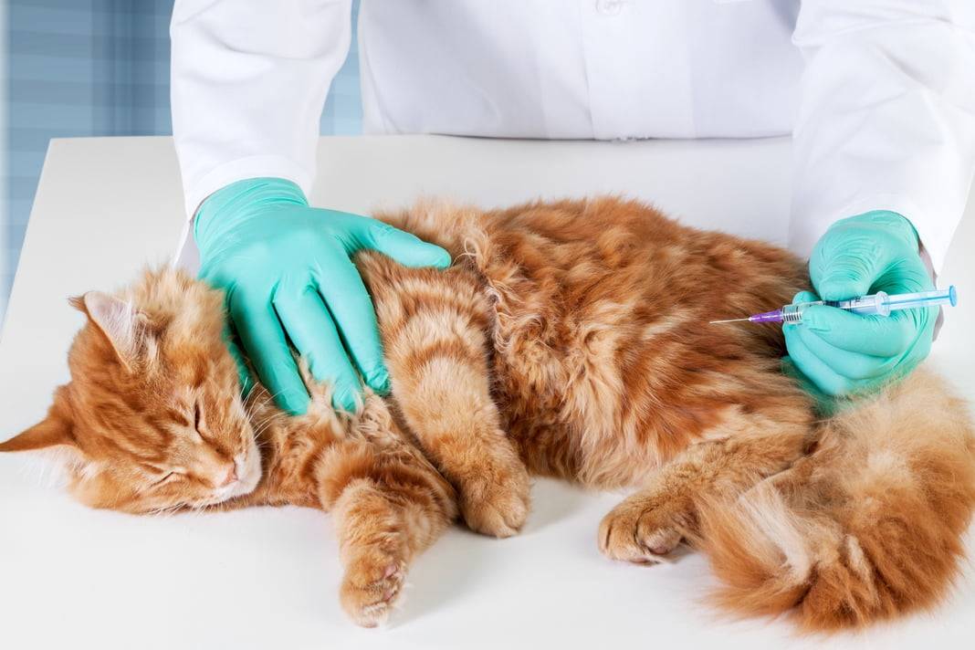 Вирусная лейкемия кошек