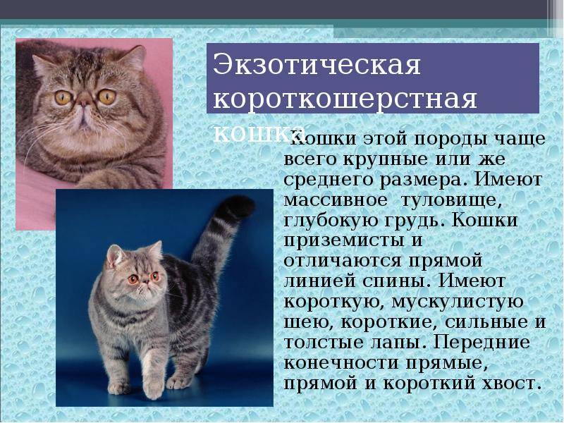 Американская короткошерстная кошка: цена, фото, описание породы, характер, содержание и уход  - mimer.ru