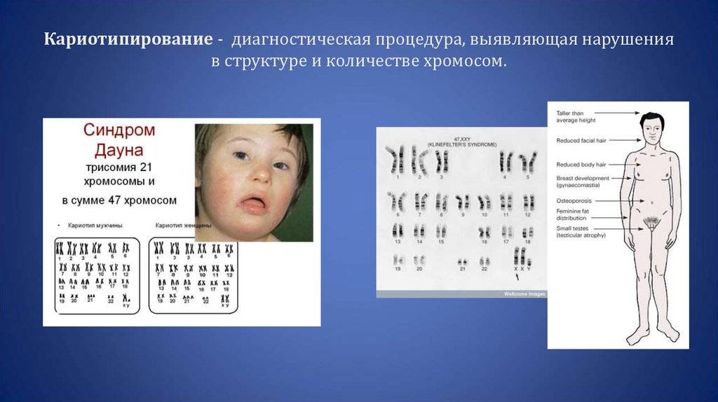 Всё об анатомии кошки: строение скелета и черепа
