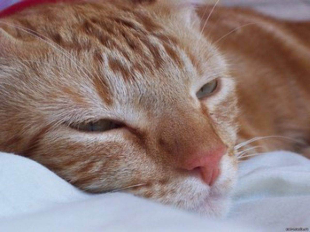 Опасное заболевание — чумка у кошек: симптомы, лечение и профилактика