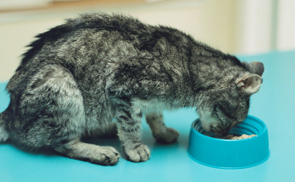 Рвота у кошек: причины и лечение, виды, первая помощь