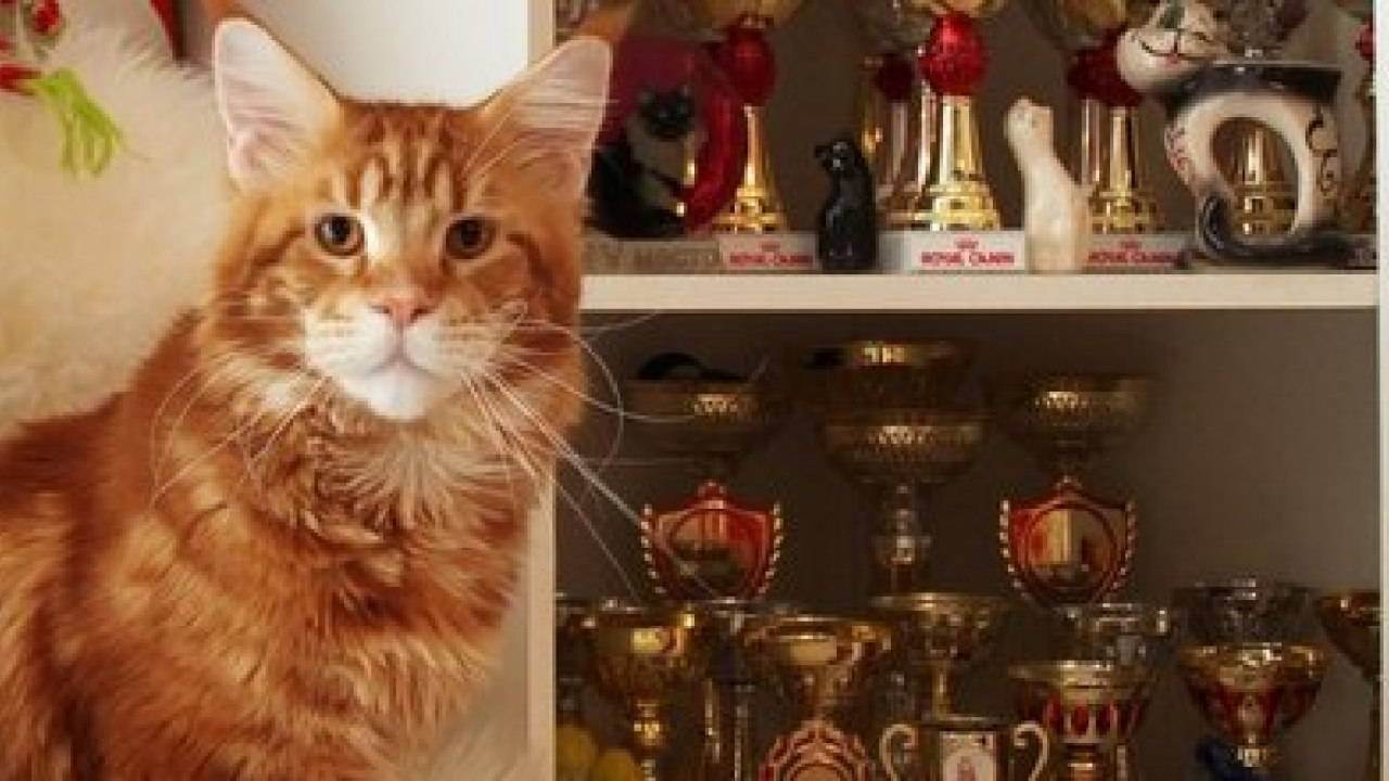 Как продать породистых котят?