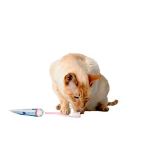 Гигиена собак и кошек - статьи о ветеринарии «свой доктор»