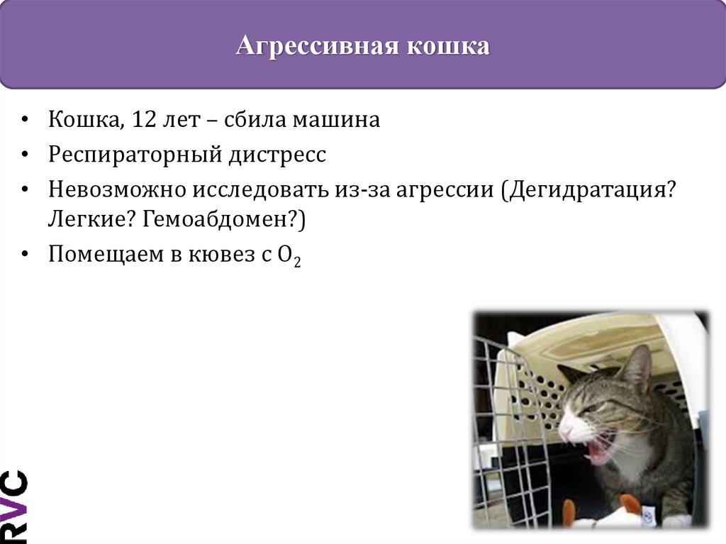 Как успокоить котенка - wikihow