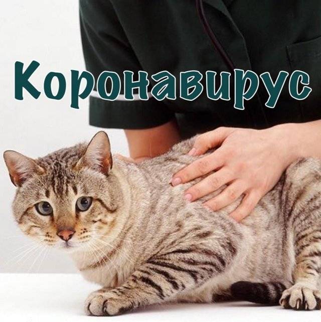 Коронавирусная инфекция кошек