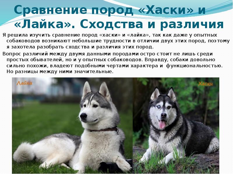 Собака лайка: 5 разновидностей и их характеристики, дрессировка и воспитание