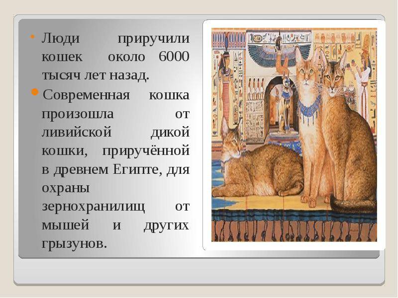 Одомашнивание кошек презентация