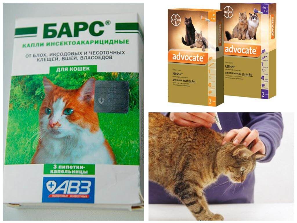 Блохи у кошек
