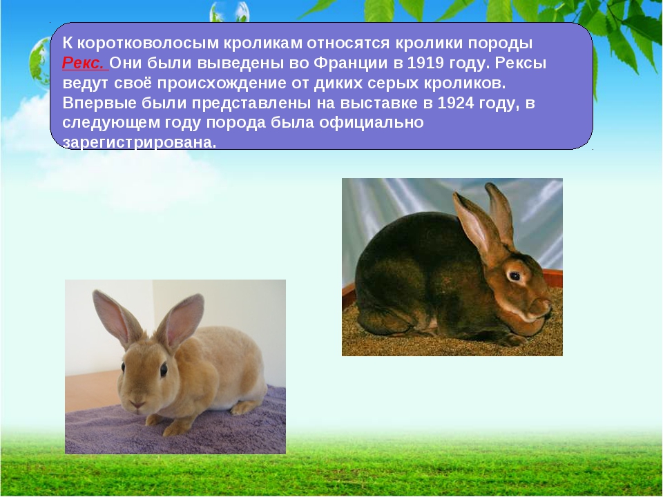 Всё о диких кроликах: меняют шубу к зиме? интересные факты