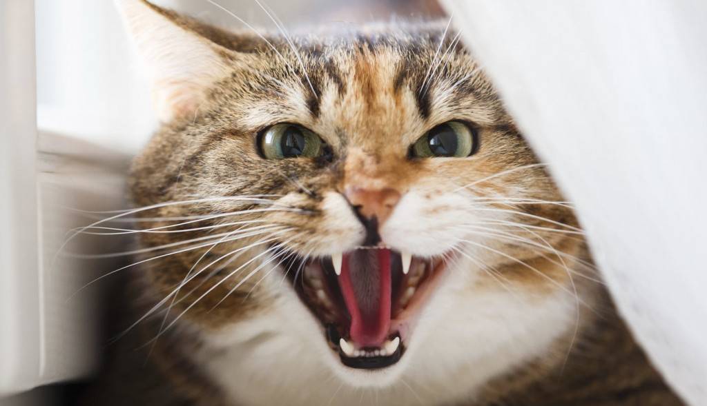 Агрессивный кот: что делать?