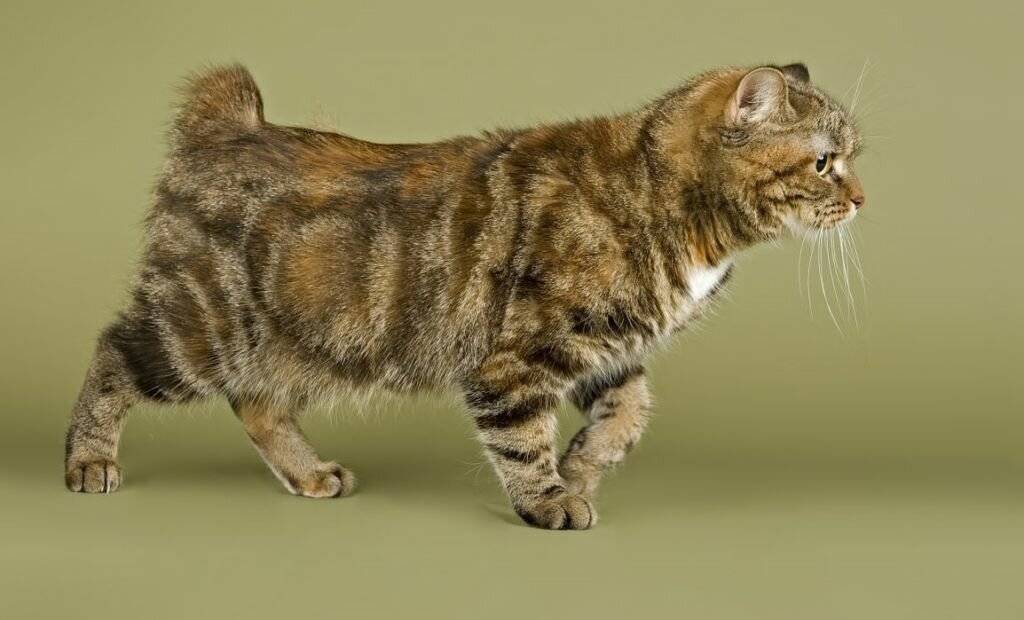 Ашера (44 фото): особенности породы, размеры кошек и котов. содержание больших котят