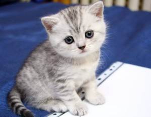 Стоит ли заводить котенка-британца? - запись пользователя александра (id1259351) в сообществе домашние животные в категории дети и животные - babyblog.ru