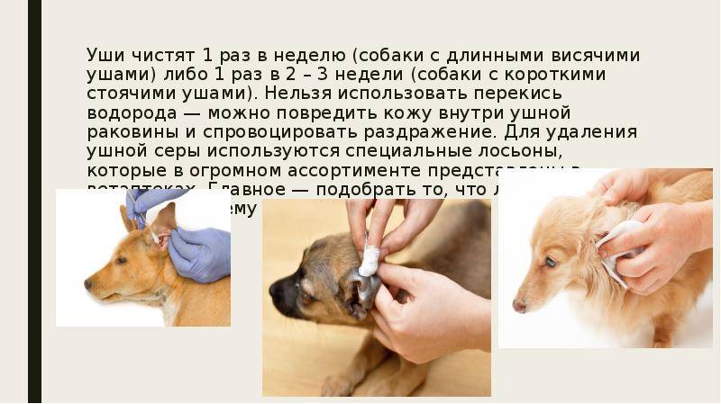 Как чистить уши собаке: 10 шагов (с иллюстрациями)