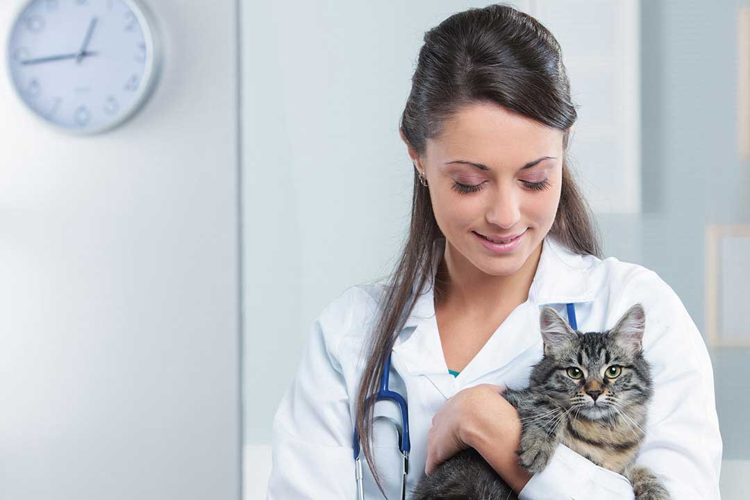 Почему врачи рекомендуют отпускать домашнюю кошку на улицу