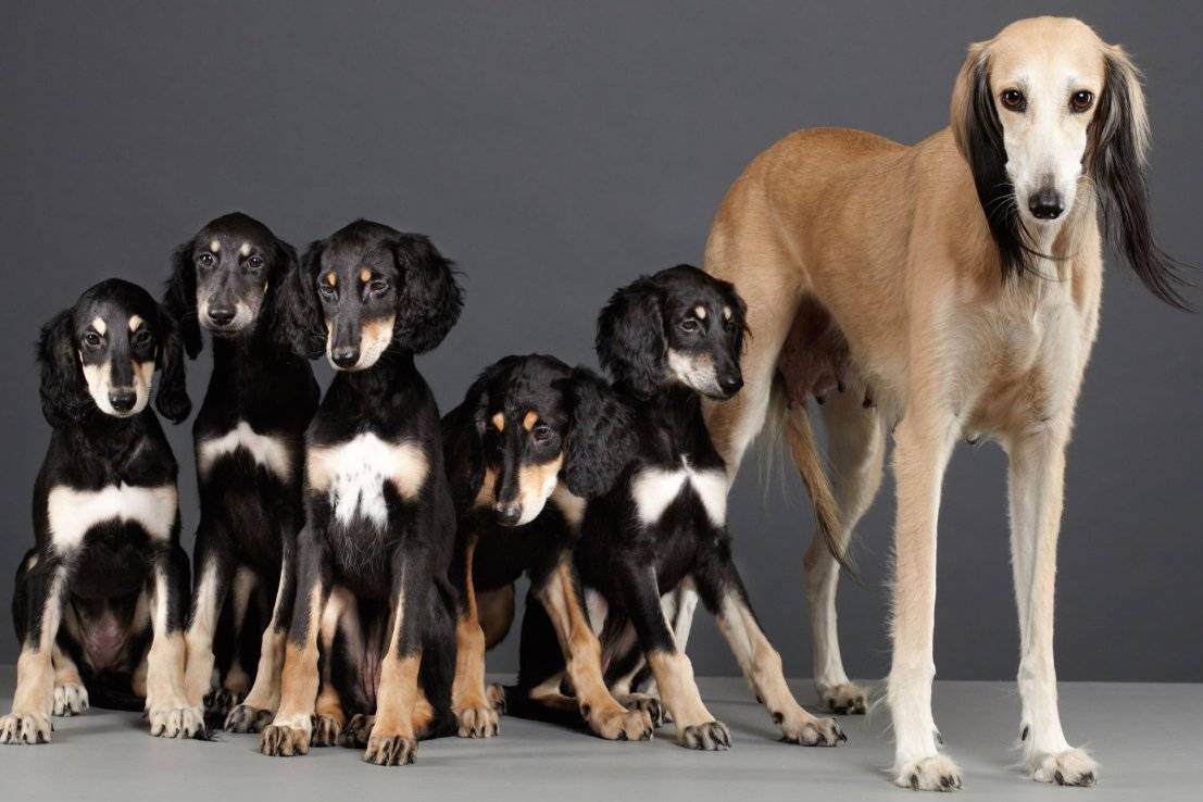 Салюки порода собак описание и фото