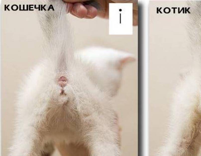 Как понять, что кошка рожает: симптомы, поведение, первые роды
