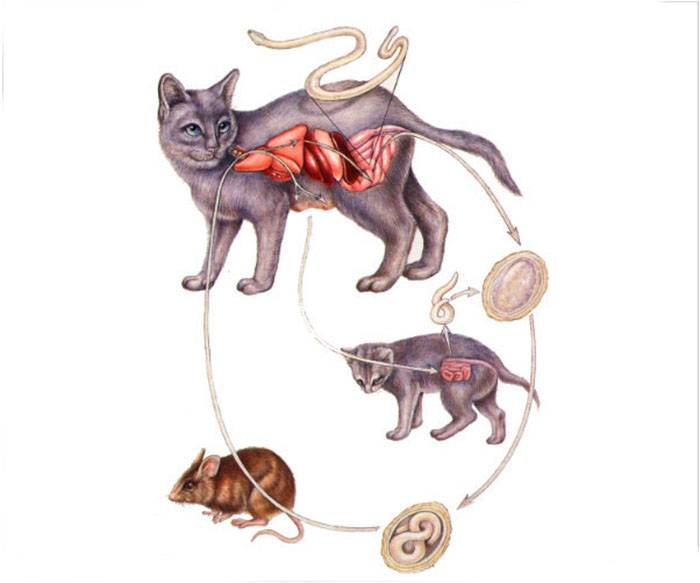 Симптомы глистов у кошек или как понять что питомец заражен