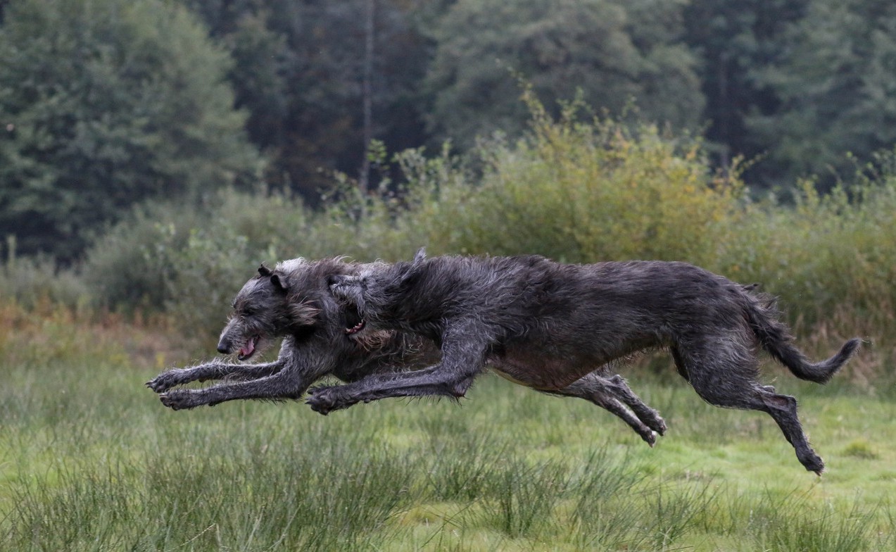 Ирландский волкодав (irish wolfhound)