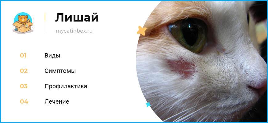 Кожные заболевания у кошек: какие виды дерматитов бывают и как от них избавиться