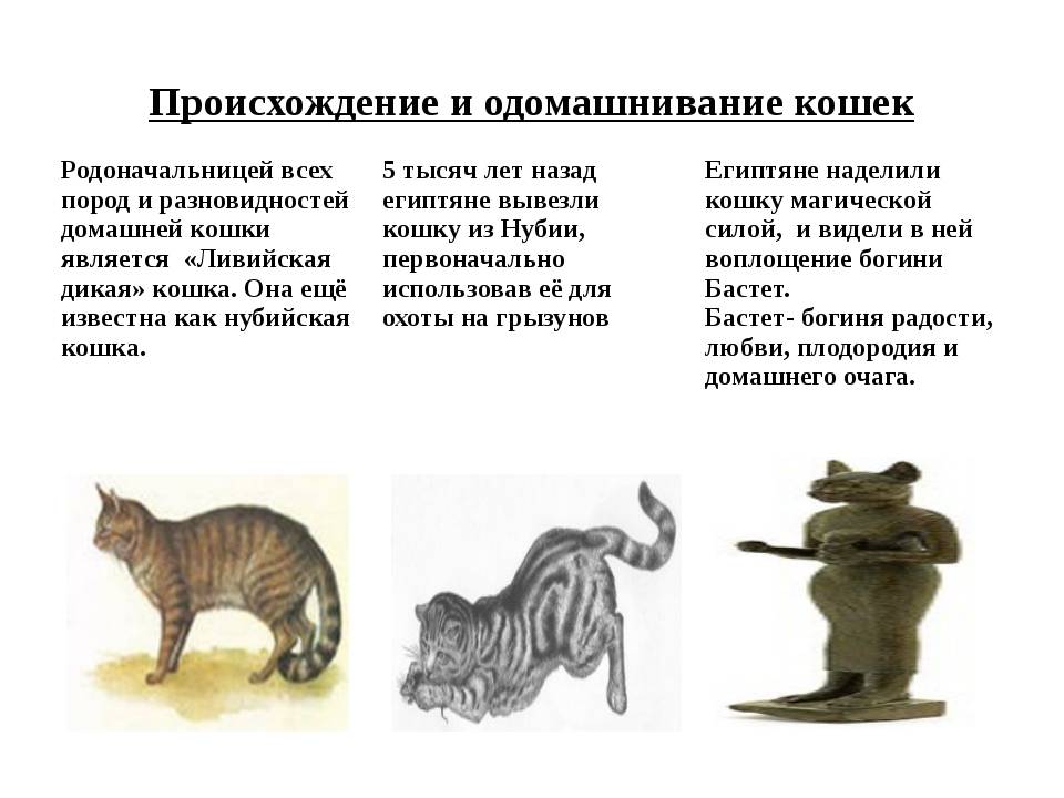 Как, откуда и когда появились кошки на земле и в россии: 22 фото