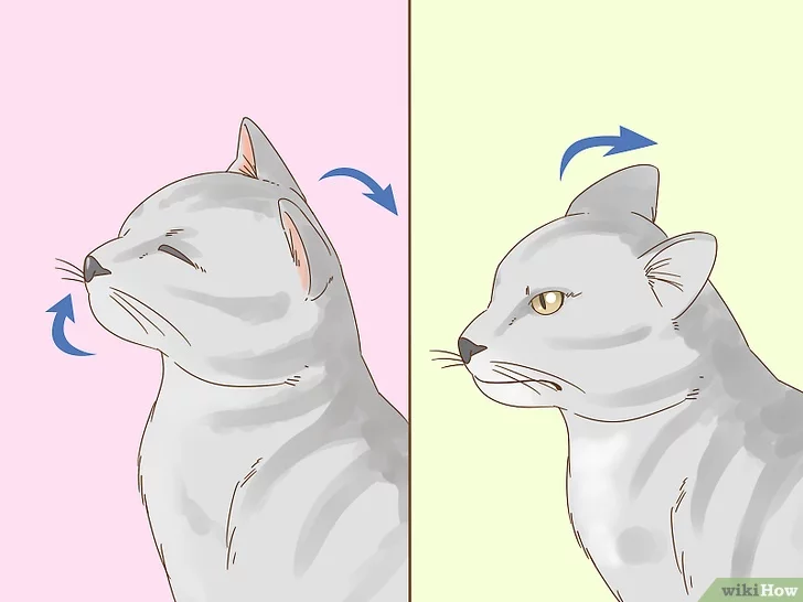 Как понравиться кошке: 3 простых совета