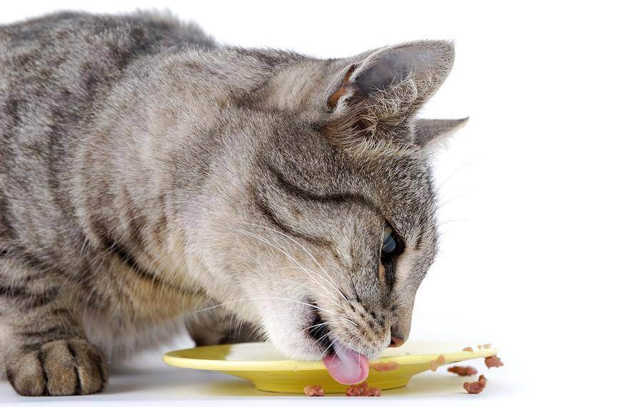 У кошки аллергия на сухой корм: что делать, как кормить